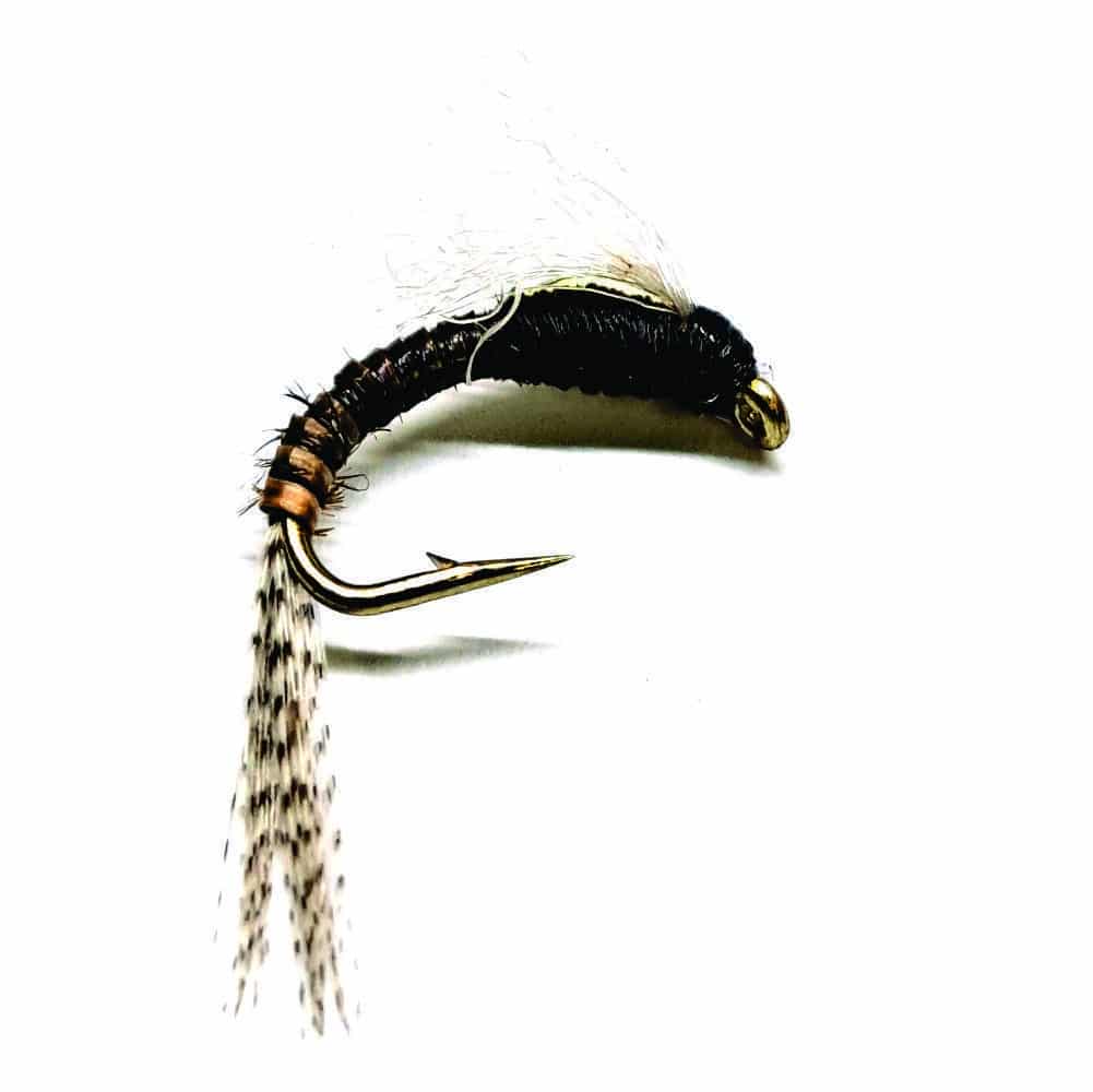 juju_bactus_n1440.jpg