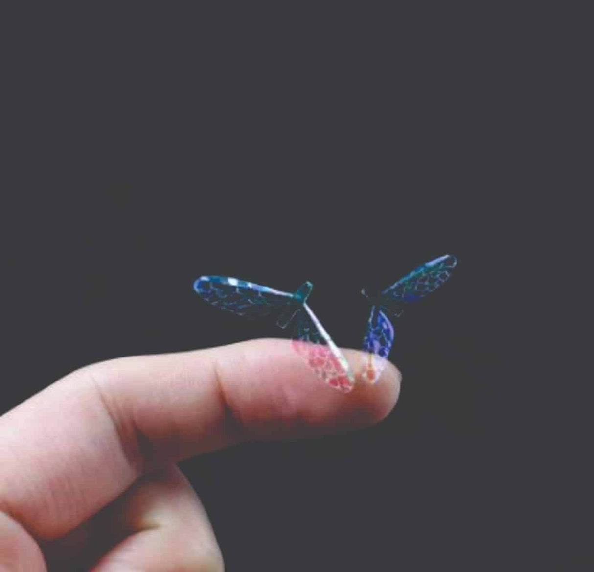 mayfly_wings_2.jpg