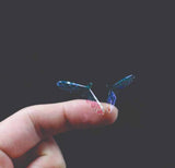 mayfly_wings_2.jpg