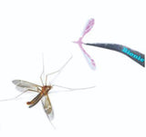 mosquito_wings_3.jpg