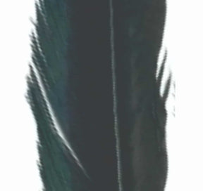 pheasant_tail_black_1.jpg
