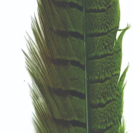 pheasant_tail_dk_green.jpg