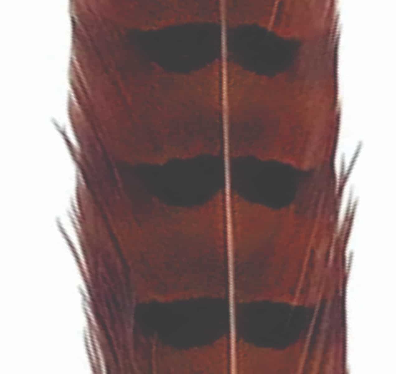 pheasant_tail_dk_orange.jpg