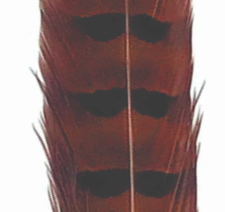 pheasant_tail_dk_orange.jpg