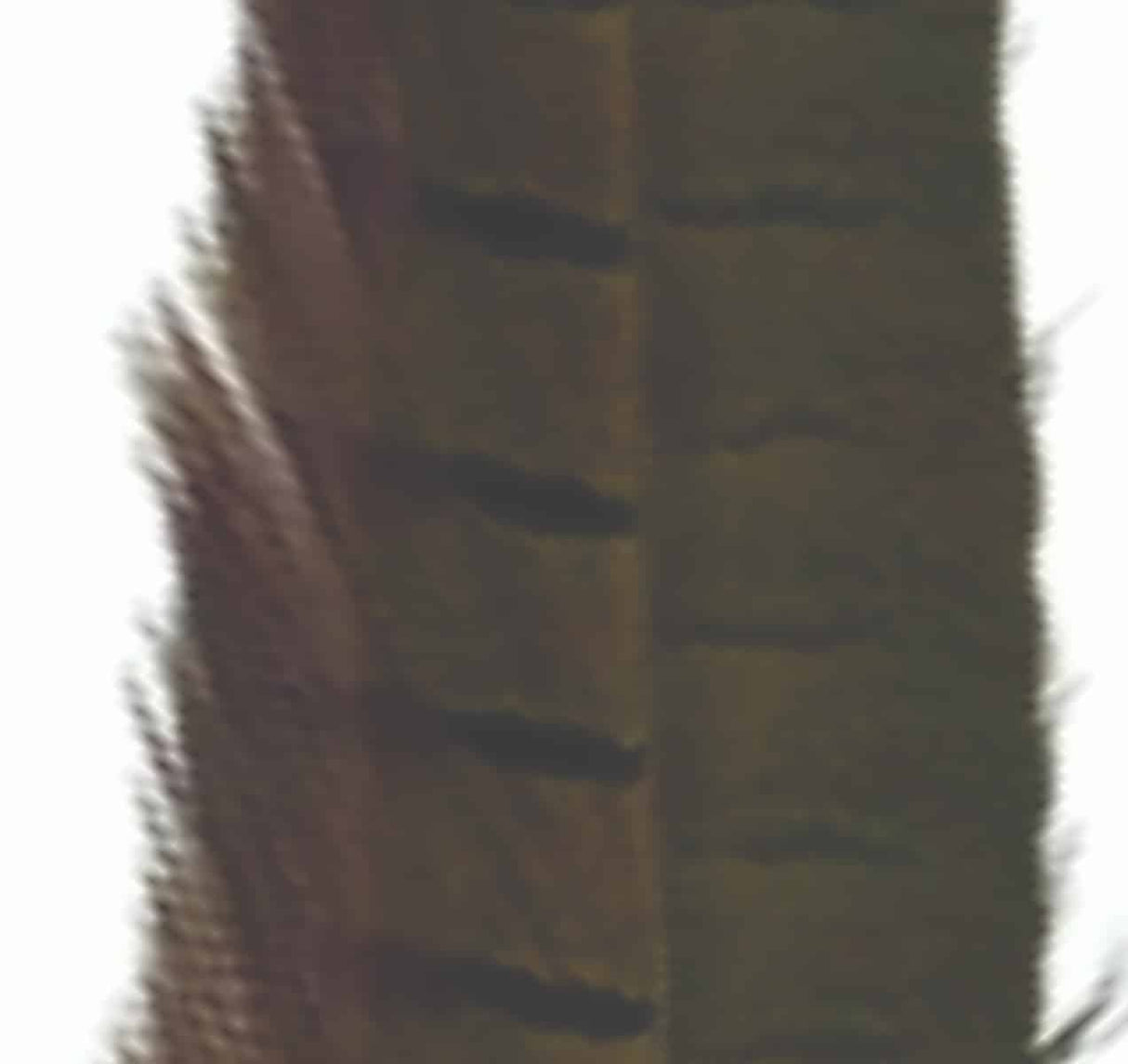 pheasant_tail_golden_olive.jpg