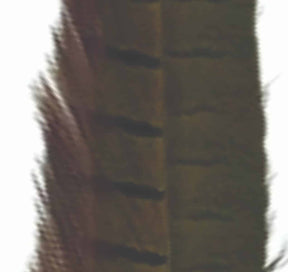 pheasant_tail_golden_olive.jpg