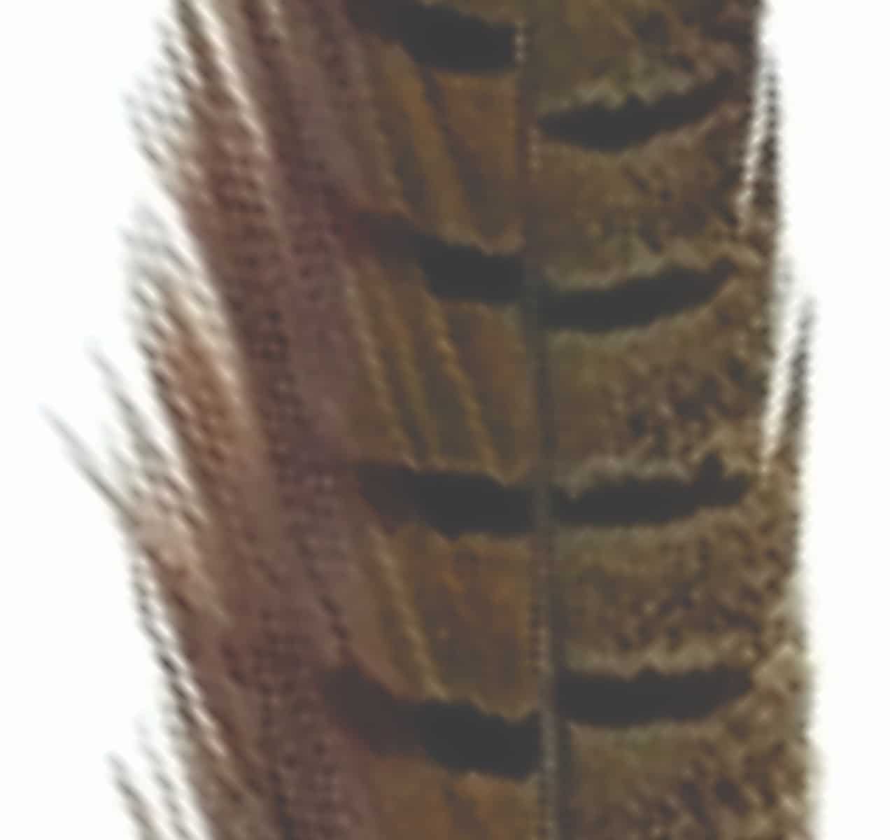 pheasant_tail_natural_1.jpg