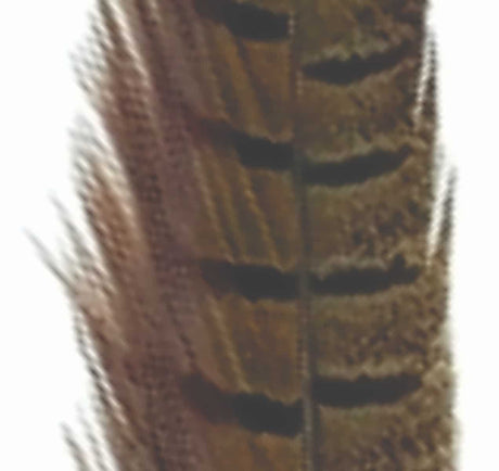 pheasant_tail_natural_1.jpg