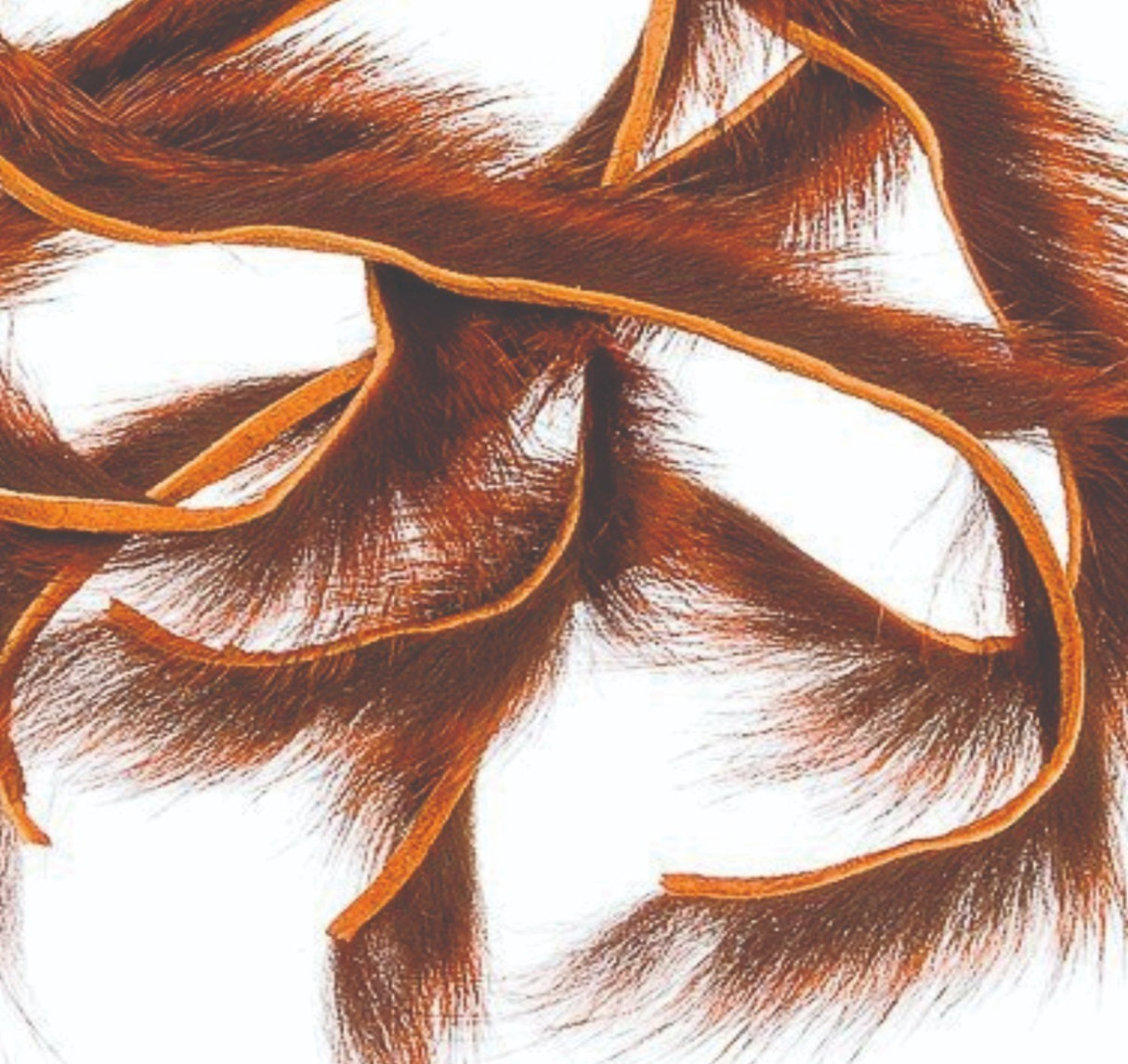 squirrel_zonker_strips-orange_b.jpg