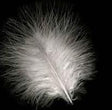 turkey_marabou_small_white.jpg