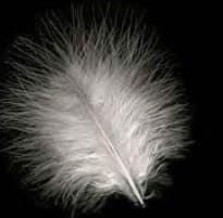 turkey_marabou_small_white.jpg
